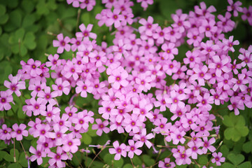 Close - up of Pink Oxalis Flowers Blooming Among Green Clover - like Leaves