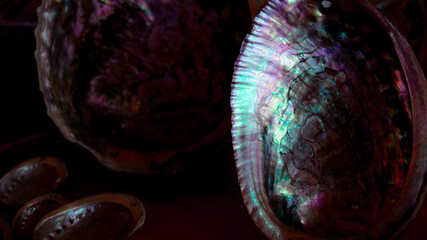 Mother of pearl shell of the sea Abalone, shell with stripes of rich pink and purple color, textured shells. Abalone of fantastic shades of mother of pearl, literally all the colors of the rainbow.