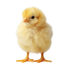 Fototapeta premium Fluffy yellow chick standing upright, showcasing its soft feathers and curious expression. This adorable bird symbolizes new beginnings and innocence