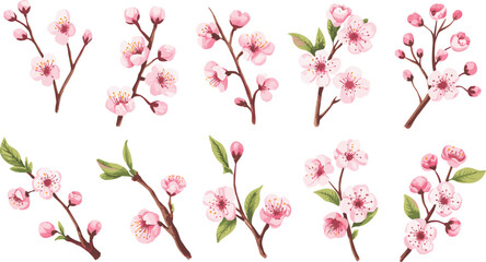 Cherry blossom branch illustration, pink sakura flowers, spring bloom clipart, botanical vector design, floral artwork, nature-inspired petals
