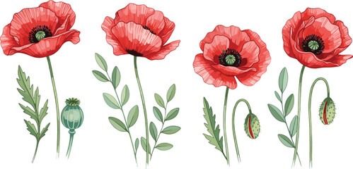 Obraz premium Red poppy flower stages, blooming cycle illustration, botanical clipart, floral vector design, nature art, garden plant, seed pod graphic