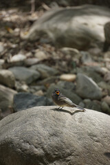 bird on the rocks