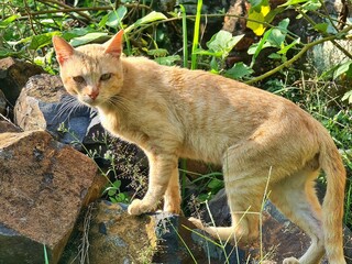 A stray ginger cat with watchful eyes stands on a rocky forest path, its fur catching the sunlight. This image captures the beauty of nature and the resilience of street animals.