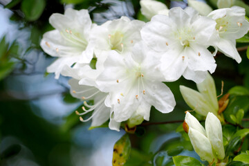 ツツジの咲く風景