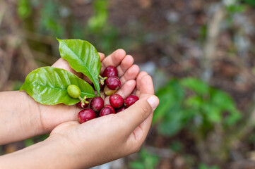 close-up of a girl's hands holding raw coffee beans on a plantation