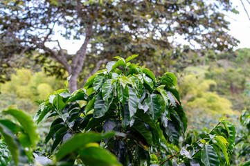 coffee tree plantation in Colombia, sustainable agriculture