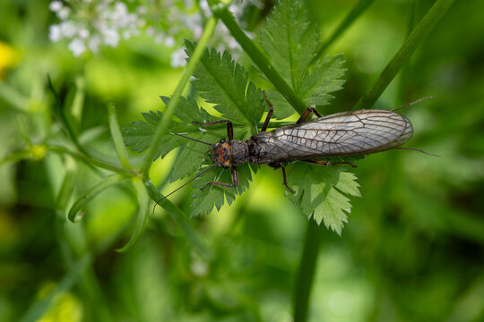Dinocras cephalotes is a species of Stoneflies, found in the valley of river Lech in Tyrol, Austria