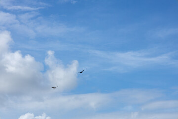 Two birds soaring in a bright blue sky with scattered white clouds.