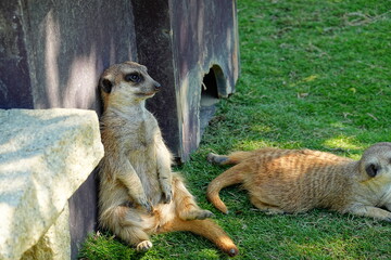 Meerkat resting on the grass