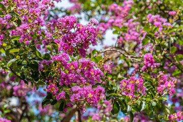 Leuchtend pinke Blütenpracht eines Sommerbaums im Gegenlicht