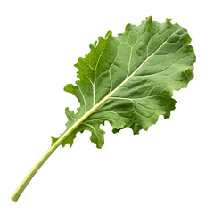 A whole single baby kale leaf isolated on a transparent background
