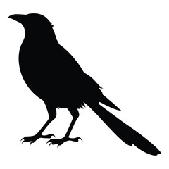 Fototapeta premium silhouette of Black-billed magpie bird on white background