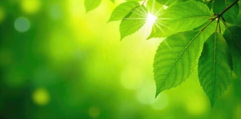 Summer Sunlight Dapples Lush Green Leaves, Gentle Breeze Rustling Foliage - Tranquil Nature Scene, Relaxation, Peaceful