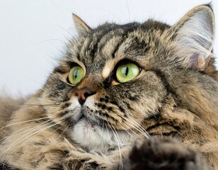 Close-up of a fluffy cat