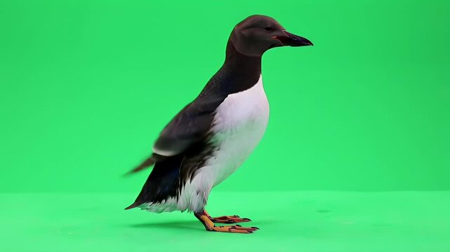 Common Murre Seabird Standing on Green Screen Background for Easy Compositing and Isolation