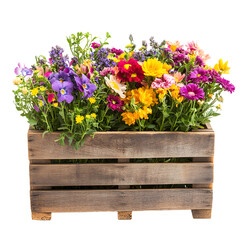 Colorful Vibrant Flowers in Wooden Crate Isolated on White Background