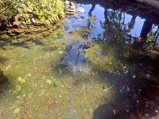 Close up photo of lake with turtle. Italy.