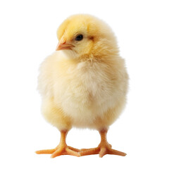 Obraz premium fluffy yellow chick standing upright, showcasing its soft feathers and curious expression. This adorable bird symbolizes new beginnings and innocence