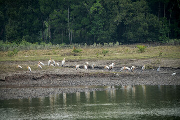 A group of white pelicans stand on a muddy bank near a body of water, surrounded by trees.