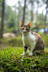 A calico cat sits on green grass in a forest setting, looking directly at the camera.