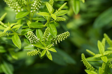 Close-up of vibrant green willow flowers and leaves, bokeh background.