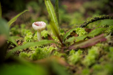 A small, pink mushroom grows amidst lush green moss and ferns in a forest setting. Shallow depth of field.