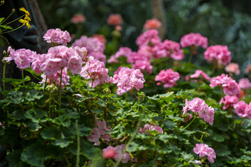 A vibrant cluster of pink geranium flowers in full bloom, surrounded by lush green foliage.