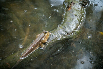 A small fish clings to a submerged branch in murky water, with raindrops creating a shimmering effect.