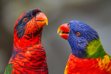 Two vibrant, colorful Lory parrots are facing each other, their beaks nearly touching. The background is blurred and gray.