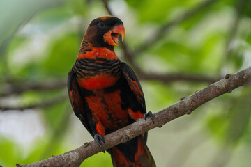 A striking male black cockatoo perched on a branch, displaying its vibrant red and black plumage and open beak.