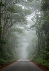 Obraz premium Misty forest road, dense trees arching over a paved path, tranquil atmosphere.