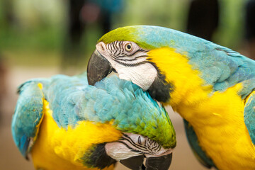 Two blue and yellow macaws are closely embracing, displaying their vibrant plumage against a blurred green background.