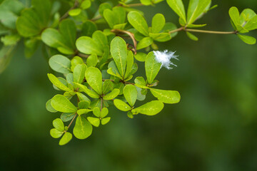 Close-up of green leaves with a white dandelion seed floating in the foreground. Soft, natural lighting.