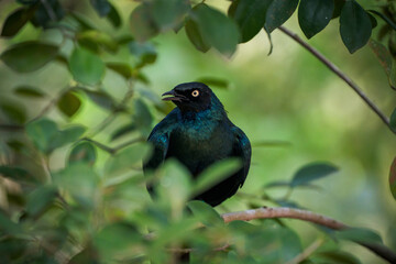 A black bird with iridescent teal feathers perches on a branch amidst lush green foliage.