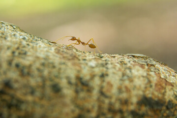 Close-up of a small, golden ant climbing a textured rock surface. Shallow depth of field.