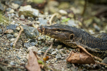 Close-up of a dark-colored monitor lizard resting on a rocky, leaf-strewn forest floor.