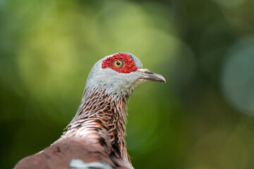 Close-up portrait of a gray and brown peafowl with a striking red face and eye.  Background is blurred foliage.