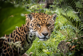 The eyes of the Jaguar face the camera as this majestic animal stares directly at you, the bright colours contrast with the ferns and leaves that surround the animal, Green leaves in foreground.
