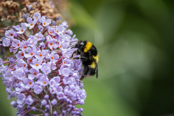 Close up of pollen covered bee on a purple flower.