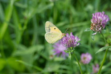 Clouded Yellow (Colias croceus) Butterfly perched on pink flower in Zurich, Switzerland