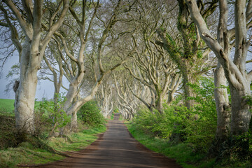 The Dark Hedges at Golden Hour with Blue Sky in Northern Ireland