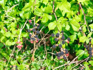 Wild blackberries ripening on a bush on green leaves background . Focus in the foreground
