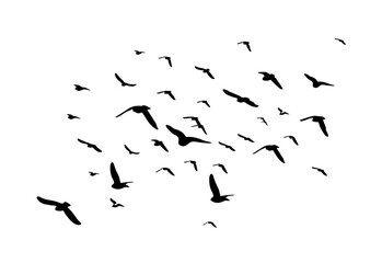 Flying birds silhouette flock. hand drawing. Not AI. Vector illustration.