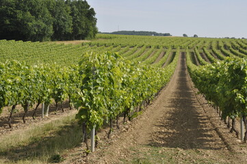 Vineyard in Charente in France