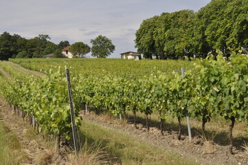 Vineyard in Charente in France
