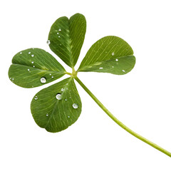 A whole single clover sprout isolated on a transparent background