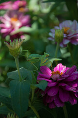 pink and yellow flowers in garden
