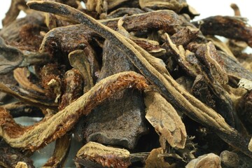 Drynaria fortunei, Gol-soe-bo used in Korean herbal therapy for bone injuries and kidney support