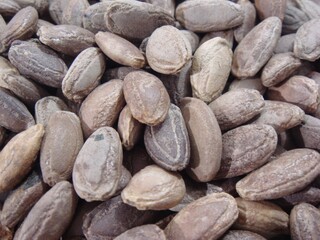 Trichosanthes kirilowii Maxim (Gwa-ru-in) is a traditional Korean herb known for relieving phlegm, soothing cough, and supporting the respiratory system. Photographed in Korea.