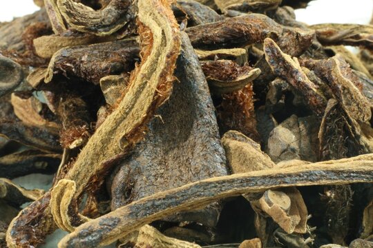 Dried Drynaria fortunei (Gol-soe-bo) is used in Korean medicine to reinforce bone structure, promote circulation, and ease inflammation. Photographed in Korea.